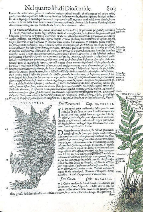 Fourth Book of Dioscorides : Driopteri