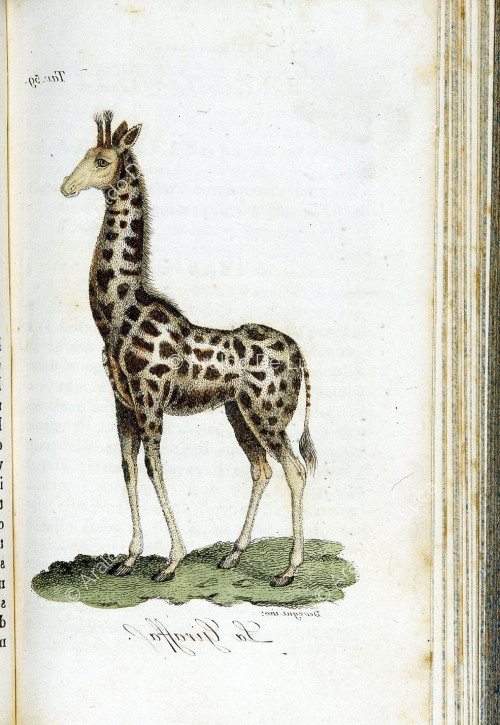La giraffa