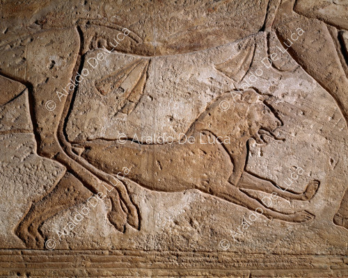 Bataille de Qadesh : détail du lion de Ramsès II