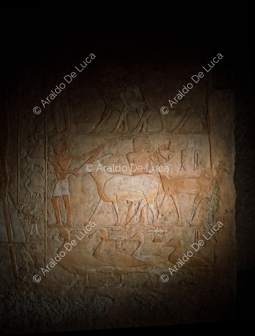Sakkara - Saqqara - Saqqara