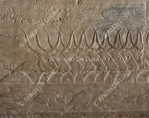 Sakkara - Saqqara - Saqqara